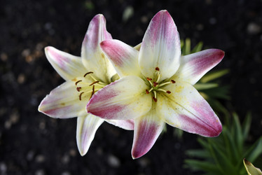 Similar image 22007242