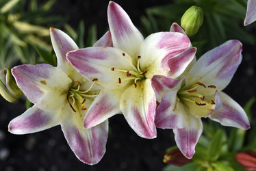 Similar image 22007243