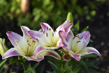 Similar image 22007244