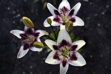 Similar image 22007245