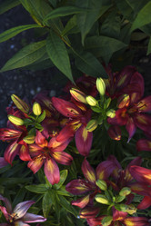 Similar image 22007247