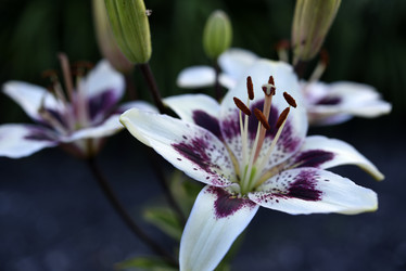 Similar image 22007250