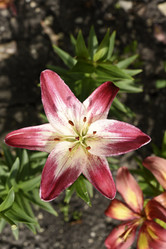 Similar image 22007254