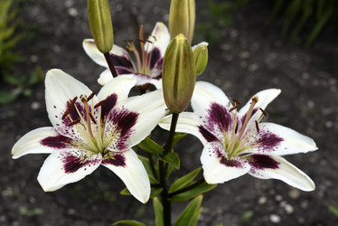 Similar image 22007256