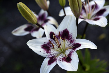 Similar image 22007257