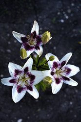 Similar image 22007258