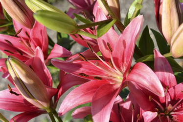 Similar image 22007259