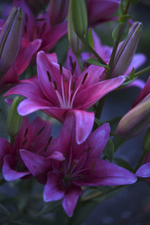 Similar image 22007261