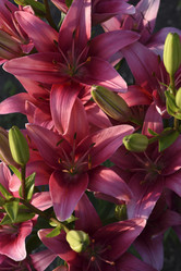 Similar image 22007265