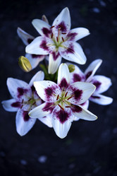 Similar image 22007443