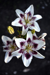 Similar image 22007451