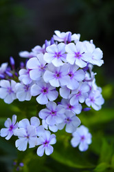 Similar image 22007270