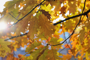 Similar image 22007541