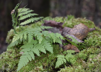 Similar image 22008265