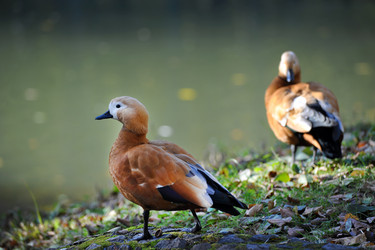 Similar image 22015764