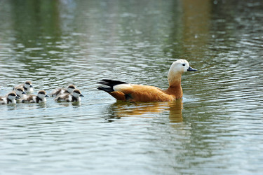 Similar image 22015509