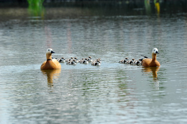 Similar image 22015520