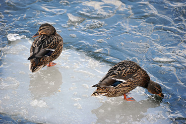 Similar image 22016025