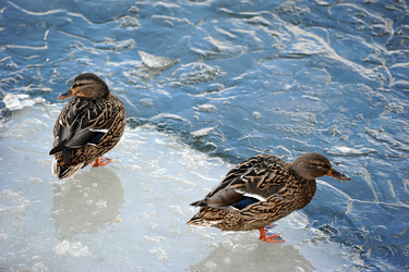 Similar image 22016027