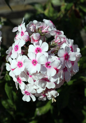 Similar image 22007617