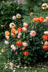 Similar image 22008325