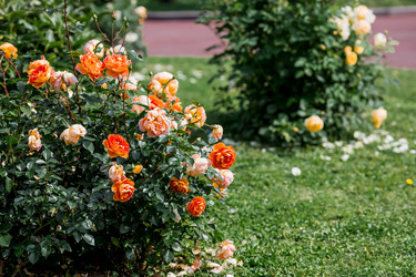 Similar image 22008338