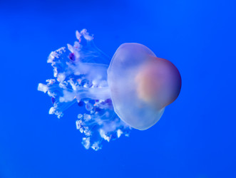 Similar image 22011786