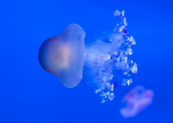 Similar image 22011788