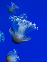 Similar image 22012223