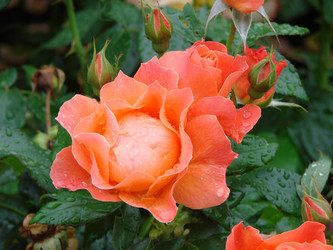 Similar image 22009260