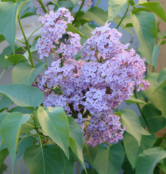 Similar image 22009268