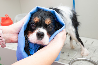 Similar image 22011859