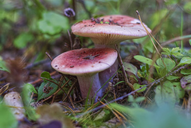 Similar image 22013262