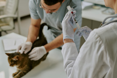 Similar image 22036236