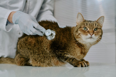 Similar image 22036239