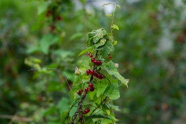 Similar image 22031110