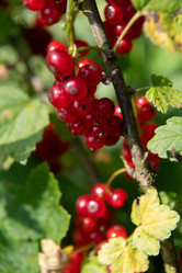 Similar image 22039589