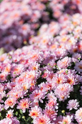 Similar image 22042188