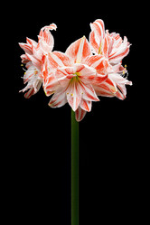 Similar image 22038599