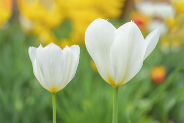 Similar image 22038317