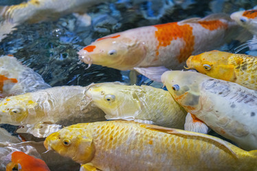 Similar image 22038342