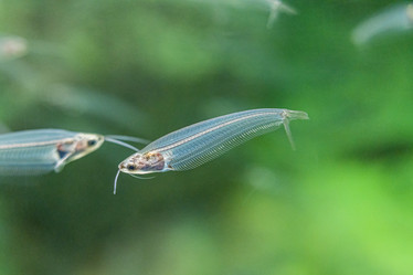 Similar image 22039009