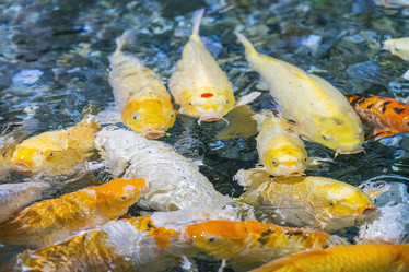 Similar image 22039021