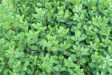 Similar image 22039067