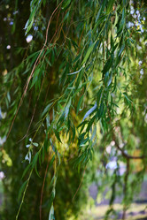 Similar image 22024223