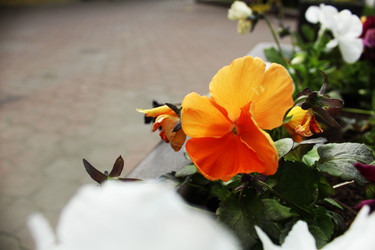 Similar image 22037920