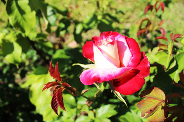 Similar image 22037925