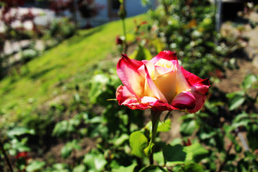 Similar image 22037926