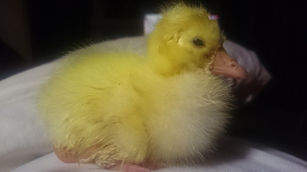 Similar image 22027202