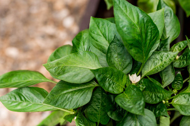 Similar image 22027932